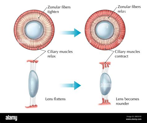 Lens Accommodation Stock Photo - Alamy