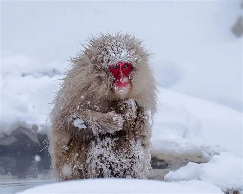 Japanese Macaque - Facts, Diet, Habitat & Pictures on Animalia.bio