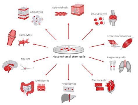 Using MSCs in regenerative medicine - PromoCell PromoCell