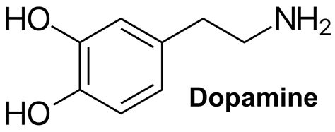 Dopamine - Function, Dopamine Deficiency, How to Increase Dopamine