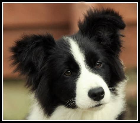 50 Free Pictures of Cute Border Collie Puppy Royalty Free Images - HubPages