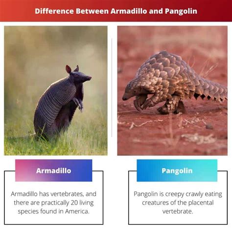 Difference Between Armadillo and Pangolin