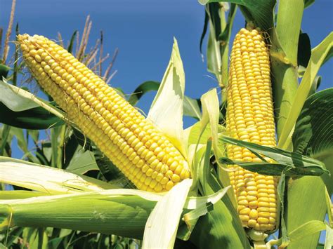 HIGH-YIELDING HYBRID MAIZE VARIETIES RELEASED BY CSIR-CROPS RESEARCH ...