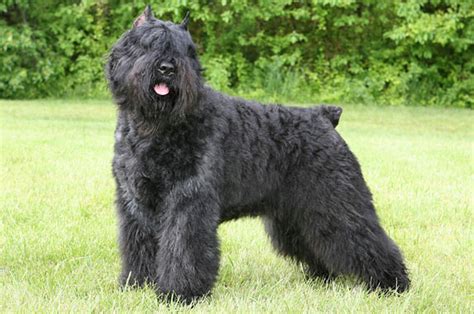 Bouvier des Flandres Breed Information - Vetstreet | Vetstreet