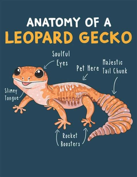 Anatomy of Leopard Gecko: A Comprehensive Guide to Understanding its ...