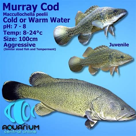 Murray Cod (Maccullochella peelii) 5cm - Aquarium Central