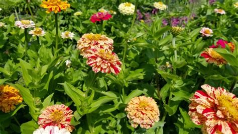 Zinnia 'Candy Cane Mix' Seeds (Certified Organic) | Garden Hoard ...