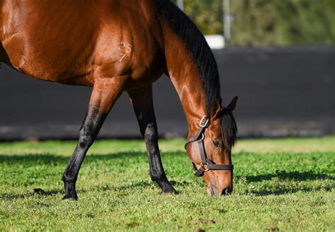 Strong Karaka Entries for King's Legacy