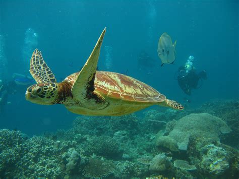 File:Underwater turtle.jpg