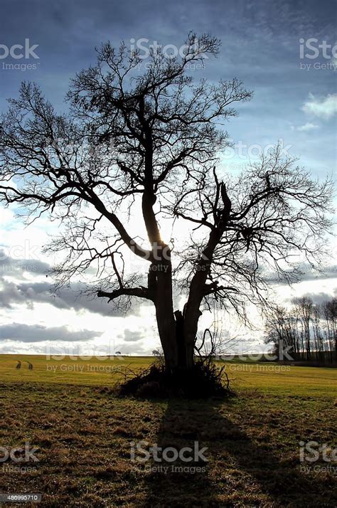 Old Spooky Oak Tree Stock Photo - Download Image Now - 2015 ...