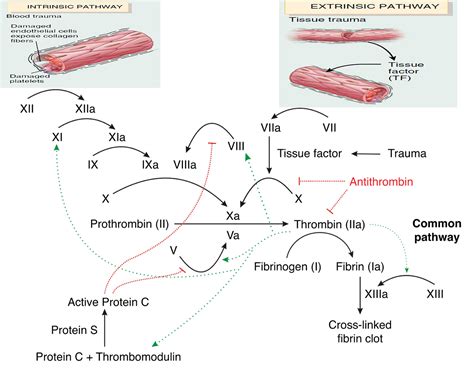 Factor V Leiden - Mutation, Symptoms, Pregnancy, Diagnosis & Treatment