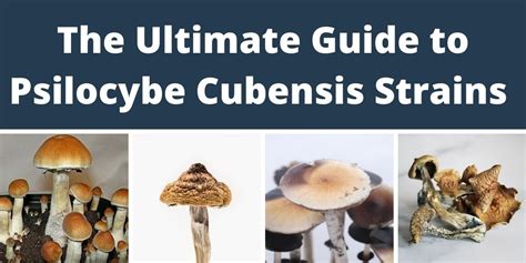 All about Psilocybe Cubensis Varieties And Types, Spores And Strains ...