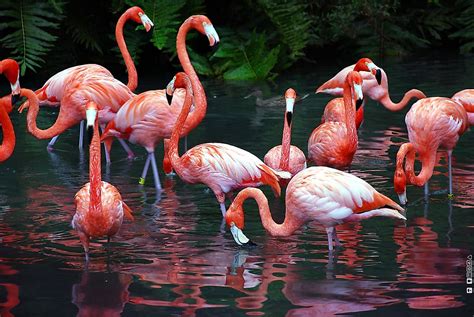 How Many Species Of Flamingos Live In The World? - WorldAtlas.com