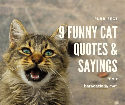 9 Funny Cat Quotes and Sayings – The Barn Cat Lady