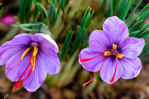 Saffron crocus | plant | Britannica