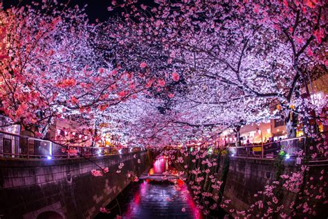 Japan's Best Cherry Blossom Festivals for 2023 (with Map and Images)