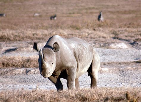 black-rhino - Africa Geographic