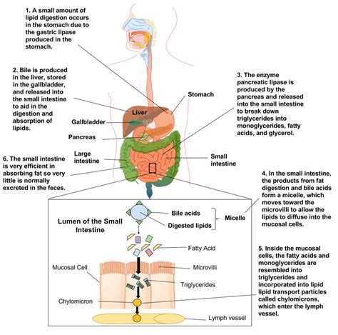 Digestion and Absorption of Lipids – Human Nutrition [DEPRECATED ...