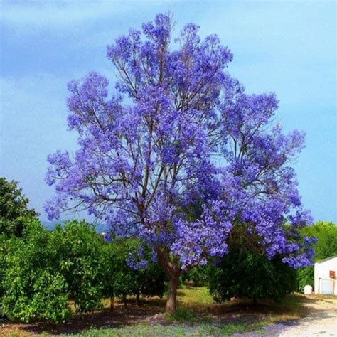 Blue Jacaranda Tree Seeds jacaranda Mimosifolia 30seeds - Etsy