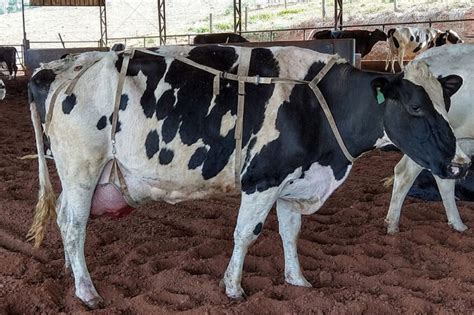 Brazil: Unique udder support method in the spotlight - Dairy Global