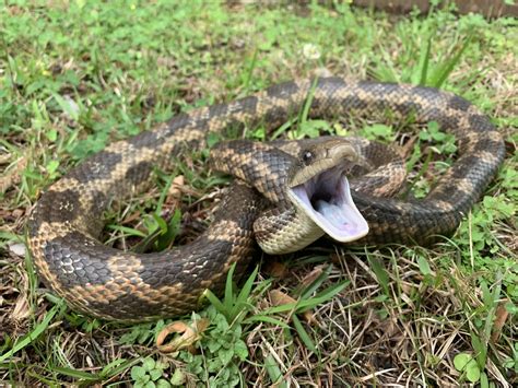 Western Rat Snake (Pantherophis obsoletus) at Herpedia™.com