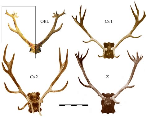 Heritage | Free Full-Text | Human Impact on Antler Conformation in ...