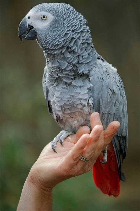 Talking parrots documentary: Betsy's Flock | African grey parrot ...