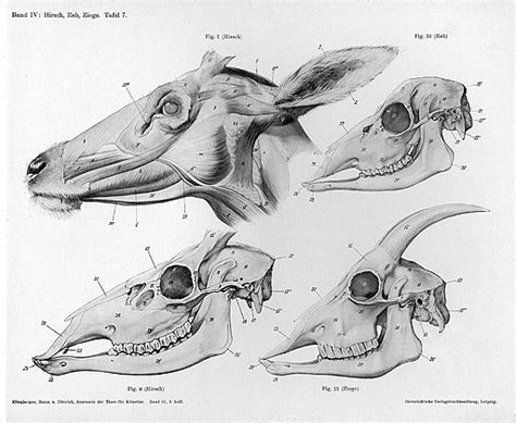 Scientific Illustration — Alice Rosen Illustration