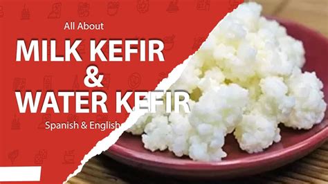 The truth about Milk Kefir (búlgaros) & Water Kefir (tíbicos) - Trends ...