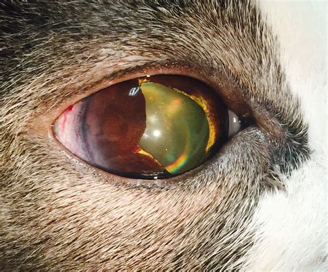 Melanoma In Cats Eye - mycats