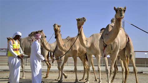 Camel Racing In Abu Dhabi - Bdneny Equine Therapy