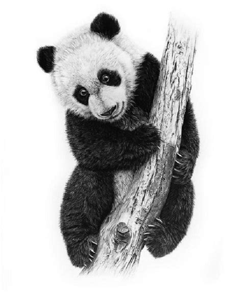 Realistic panda drawing sketch hanging on the tree, Try it now. | Panda ...