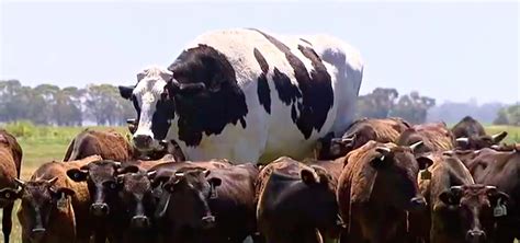 Unbelievably huge dairy cows exist - cryptolozi.com