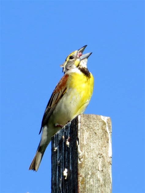 Penelopedia: Nature and Garden in Southern Minnesota: The Delight of ...