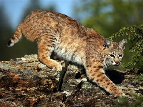 Bobcat Population On The Rise In Pennsylvania | Ardmore, PA Patch