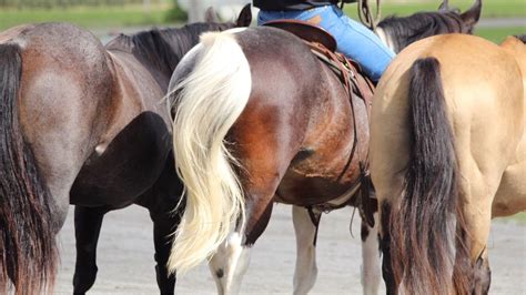 Will A Horses' Tail Grow Back? 5 Simple Tips