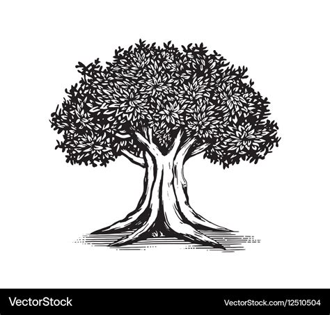 Oak tree logo design Royalty Free Vector Image