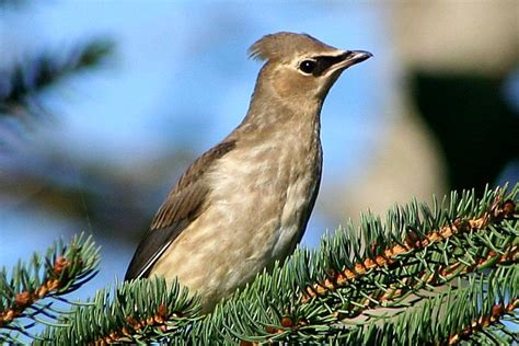 (Juvenile) Cedar Waxwing | Flickr - Photo Sharing!