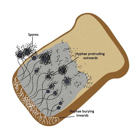 Bread Mould - Fungus growing on bread - FROMTBOT