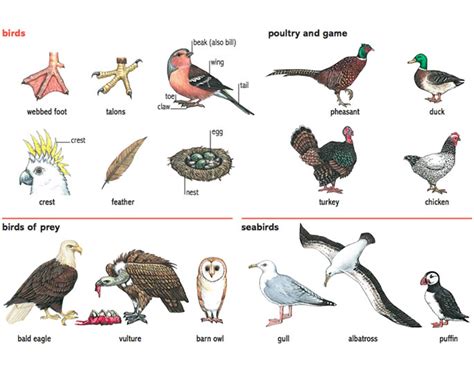 beak noun - Definition, pictures, pronunciation and usage notes ...