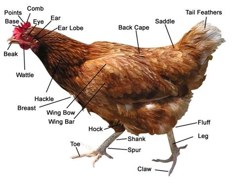 Anatomy of a Chicken | Egg laying chickens, Best egg laying chickens ...