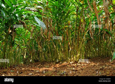 Cardamom plant hi-res stock photography and images - Alamy