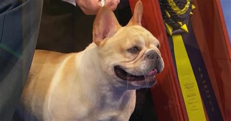 French bulldog wins Best in Show at 2022 National Dog Show - CBS Chicago