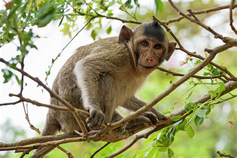 Baby Long Tailed Macaque Macaca by Anders Blomqvist