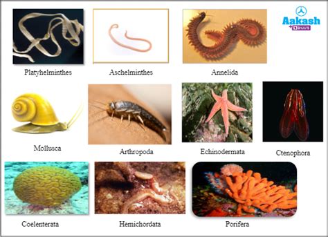 Multicellular Organisms