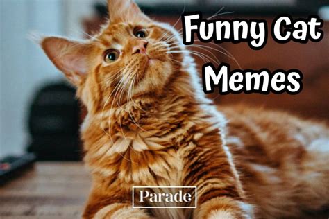 101 Funny Cat Memes To Make You Laugh in 2024 - Parade Pets