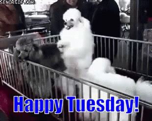 Funny Animals Happy Tuesday GIF - FunnyAnimals HappyTuesday Dancing ...