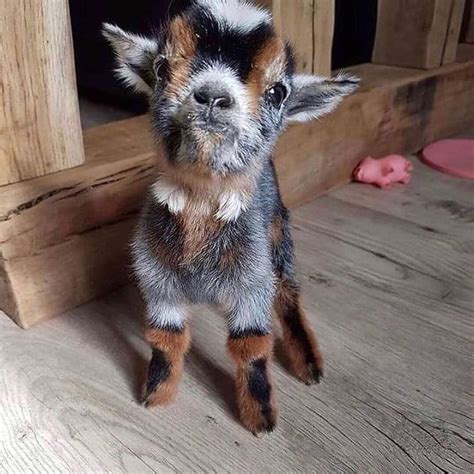 goats are weird on Instagram: “A very cute baby goat 🥰🥰 By: @la_ferme_d ...