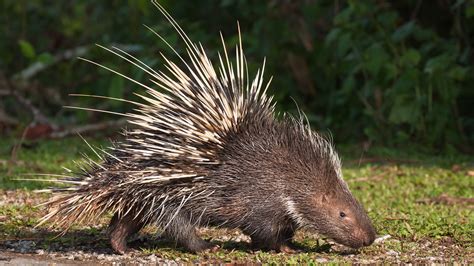 Porcupine | San Diego Zoo Animals & Plants