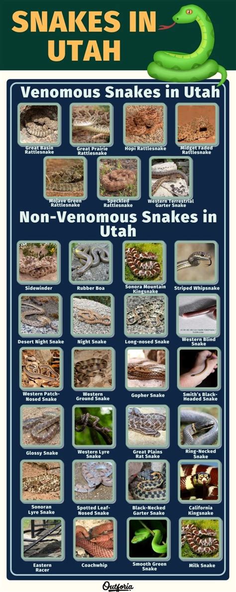 31+ Snakes in Utah: ID Guide with Facts and Photos